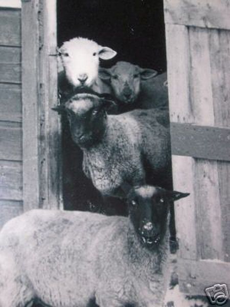 4 Sheep at the Barn Door Photo
