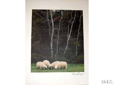 4 Sheep Graze in Woods