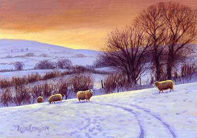 4 Sheep in Snow