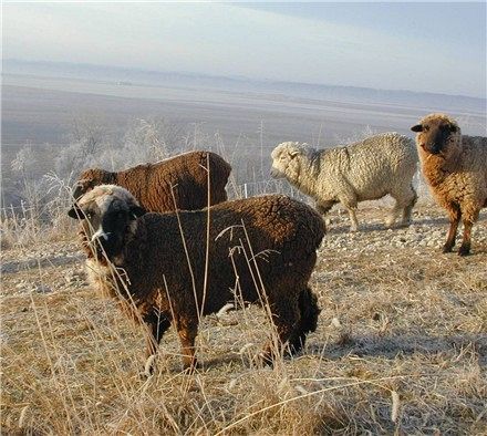 4 Sheep on a Hill in December