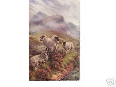 4 Sheep on the Mountainside
