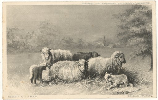 4 Ewes 2 Lambs