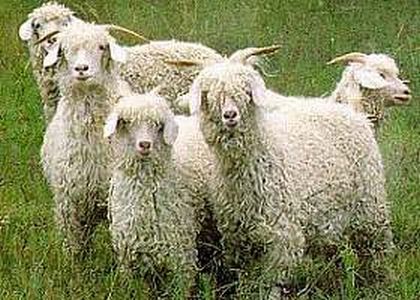 5 Angora Goats