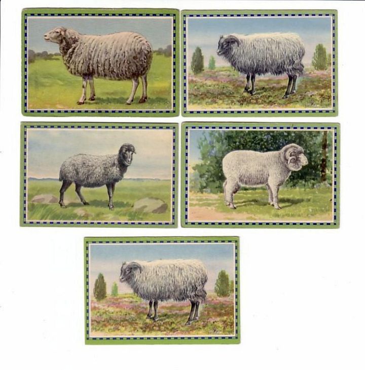 5 Antique Sheep Cards