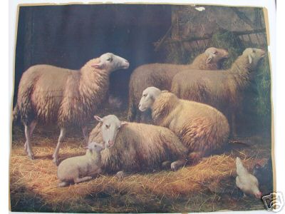 5 Ewes 1 Lamb