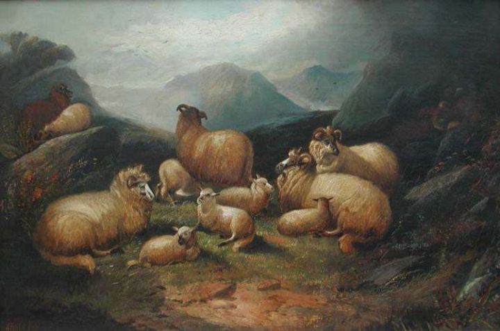 5 Ewes 6 Lambs
