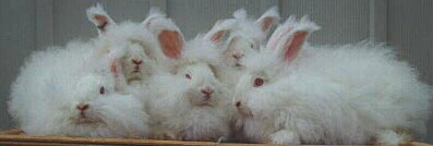 5 German Angora Rabbits