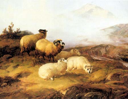 5 Highland Sheep