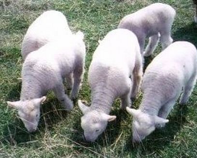 5 Lambs Grazing