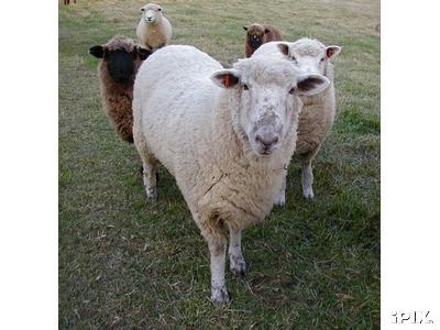 5 Neat Sheep