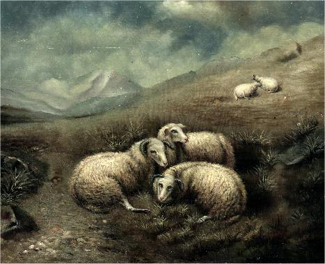 5 Sheep in the Meadow