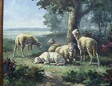 5 Sheep Resting
