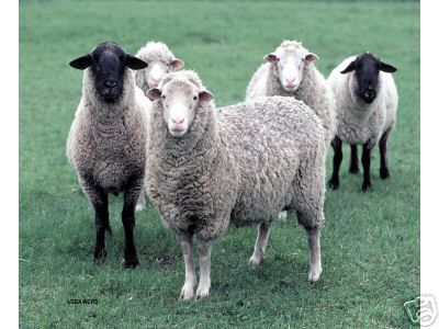 5 Sheep Watch