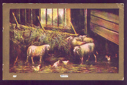 5 Standing White Ewes in a Barn