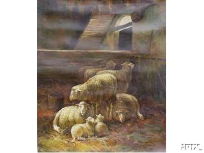 6 Ewes 2 Lambs in Barn