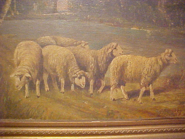 6 Ewes Looking