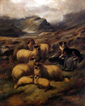 6 Highland Sheep 1 BC