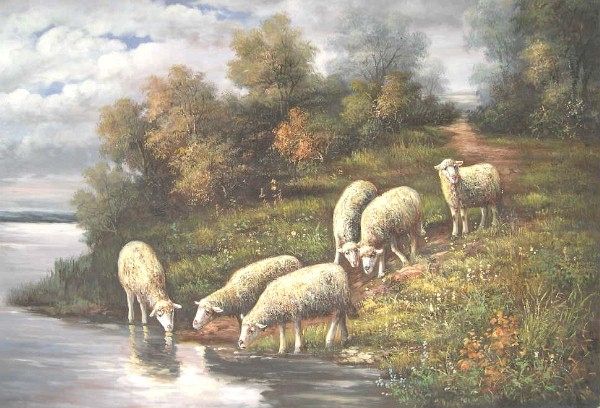 6 Sheep Drinking