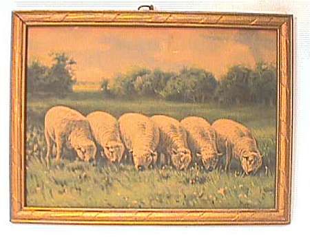 6 Sheep Grazing in a Line