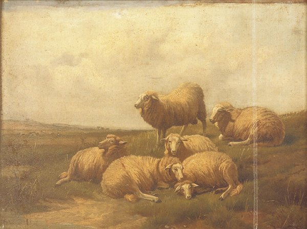 6 Sheep in Repose