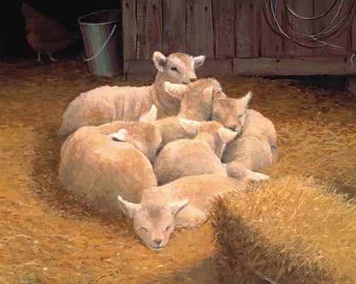 6 Sleeping Lambs