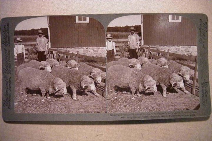 7 Merino Rams