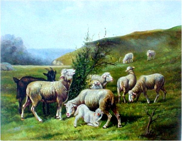 7Ewes 1 Lamb And1 Black Goat