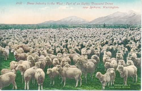 80 000 Sheep in WA