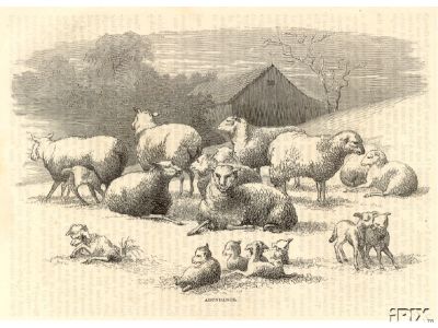 8 Ewes 10 Lambs