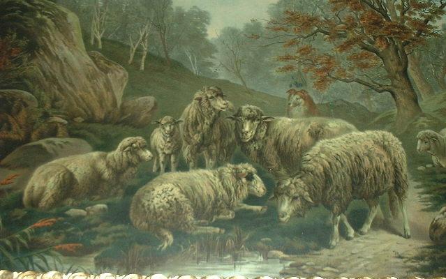 8 Sheep with Collie