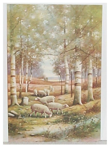 9 Sheep Graze Under Birches
