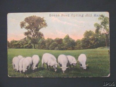 9 Sheep Grazing