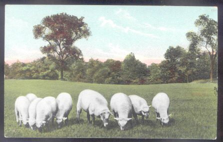 9 White Ewes Grazing
