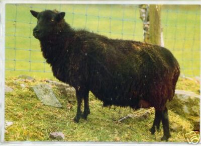 A Black Welsh Ewe