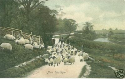 A Flock of Sheep Near Dublin Ireland