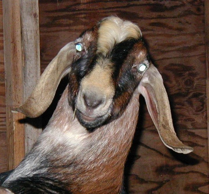 A Goat Named Big Ben
