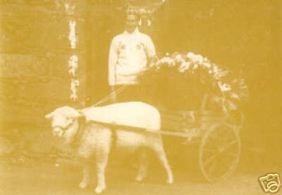 A Sheep with a Flower Cart in the Azores
