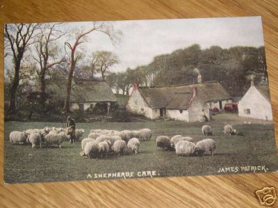 A Shepherds Care Sheep