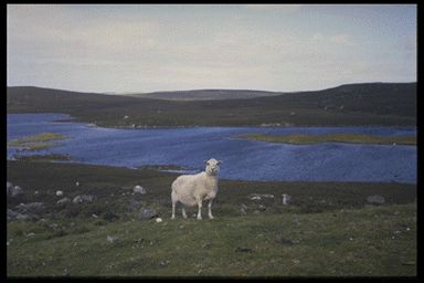 A Shetland Ewe on Her Home Range