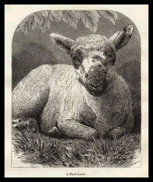 A Tired Lamb