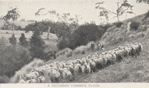 A Victorian Farmers Sheep Flock