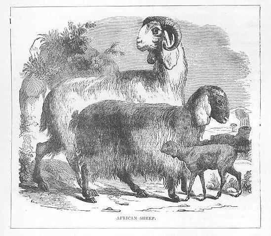 African Art Sheep