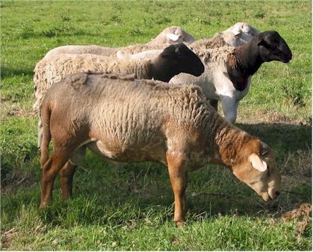 African Sheep in Canada