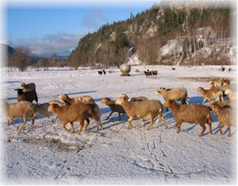 African Sheep in Canada1