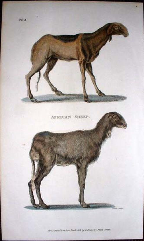 African SheepEngraving