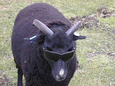 Agent90 Secret Agent Sheep