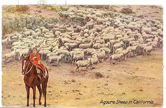 Agoure Sheep in Cal with Girl Riding Horse