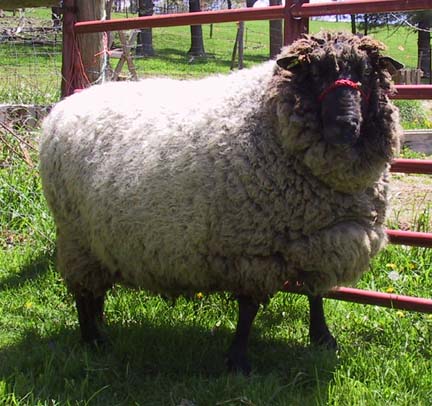 Aheep Coopworth Ram Named Hatchtown