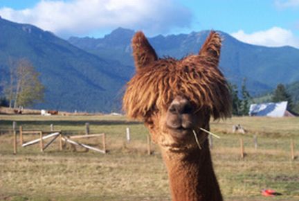 Alpaca Face