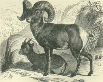 American Bighorn Sheep